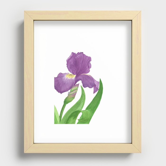 Stunning Purple Iris Flower Recessed Framed Print