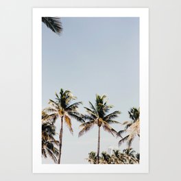 Palm Tree Miami Beach - Travel Photography Art Print