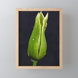 Green Tulip on Black Background Framed Mini Art Print