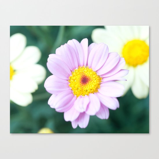Soft Pink Marguerite Daisy Flower #1 #decor #art #society6 Canvas Print