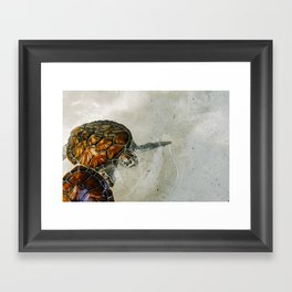 Turtle Framed Art Print