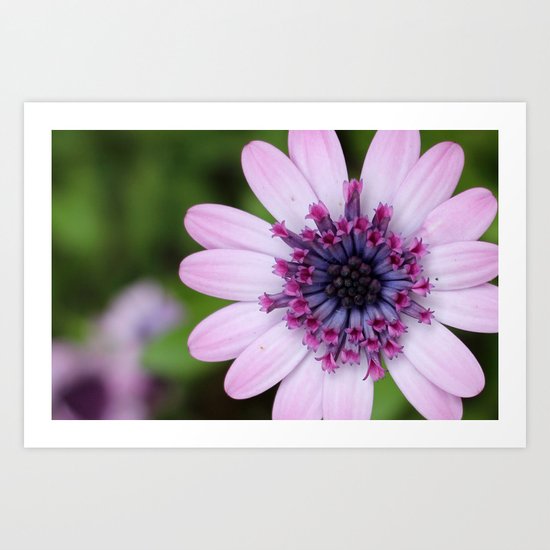 purple flower Art Print