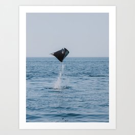 Flying Ray in the Sea of Cortez, Baja California Sur | Mexico Photography Art Print