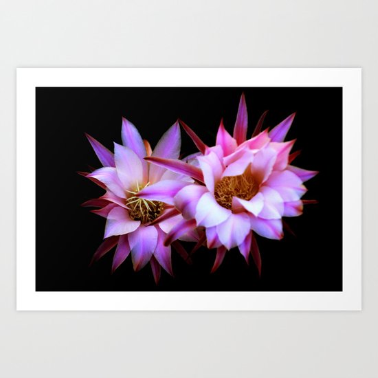 Purple cactus blossom Art Print
