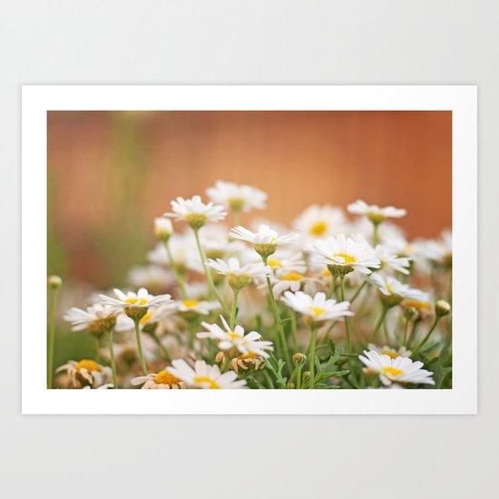 Daisies Art Print