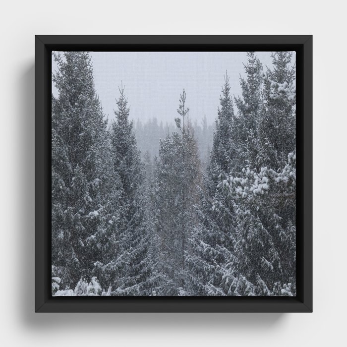 Scottish Highlands Snow Covered Pine Forest  Framed Canvas