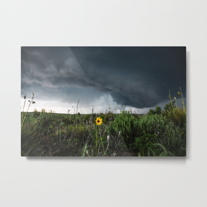 Stormflower - Sunflower and Storm in Texas Metal Print