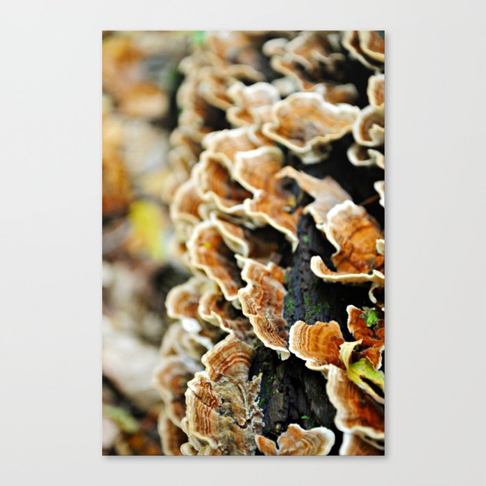 Layer Upon Layer Canvas Print