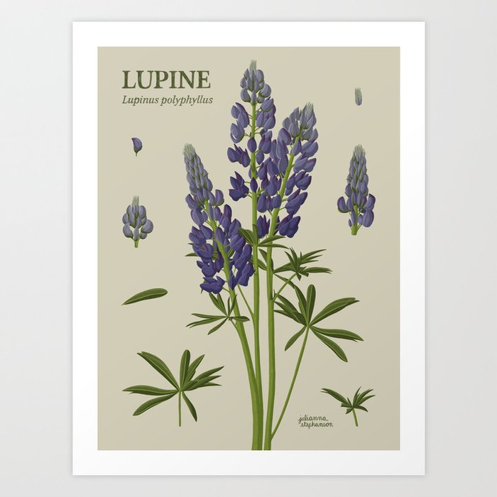 Botanical Lupine Art Print