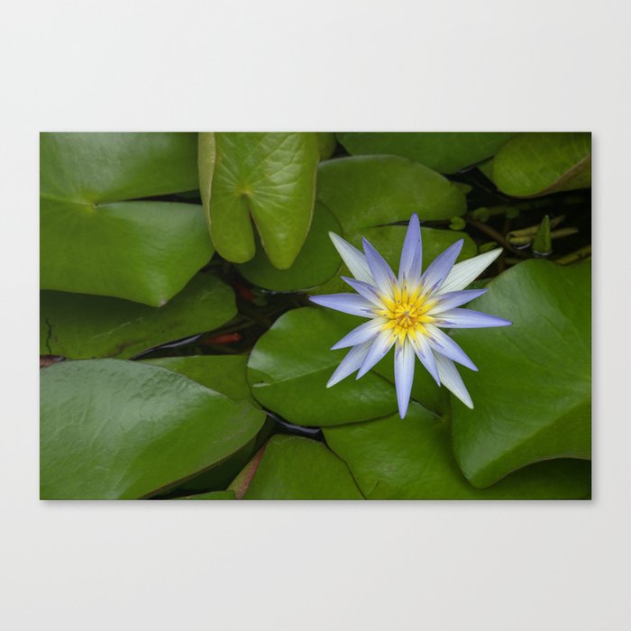 Blue lotus Canvas Print