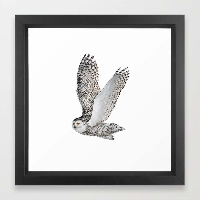 Snowy Owl In Flight 2 Framed Art Print By Jodyedwardsart Society6