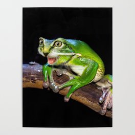 Crog Cat Frog Hybrid Poster