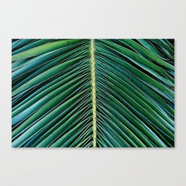 Green Palm Tree Leave Closeup Canvas Print