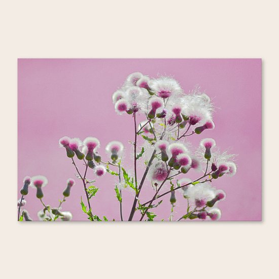 #116 Canvas Print