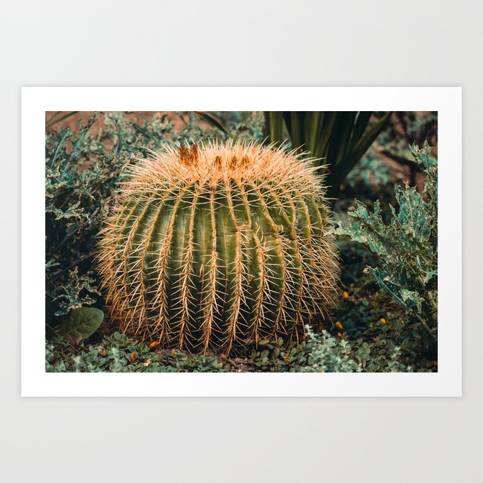 Big Round Cacti Photograph Art Print