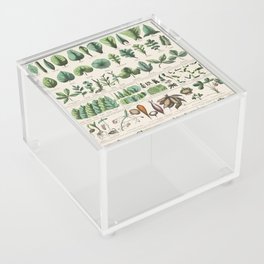 Plant School and Family Charts (Marcius Willson and Norman A. Calkins) Acrylic Box