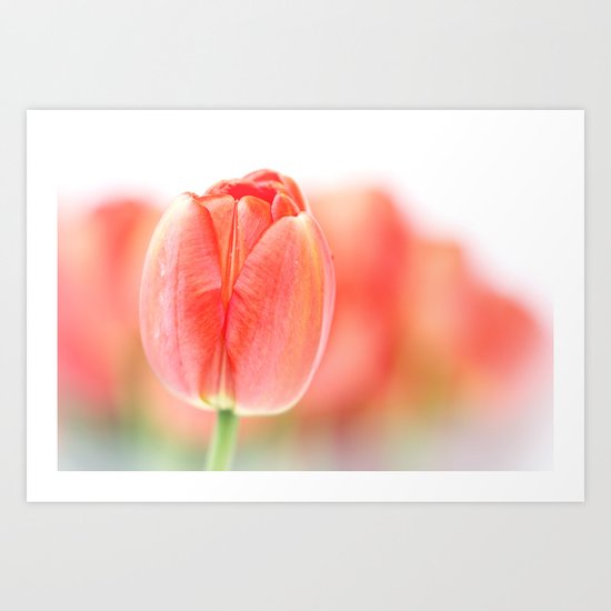 Sweet fresh Tulip... (2) Art Print