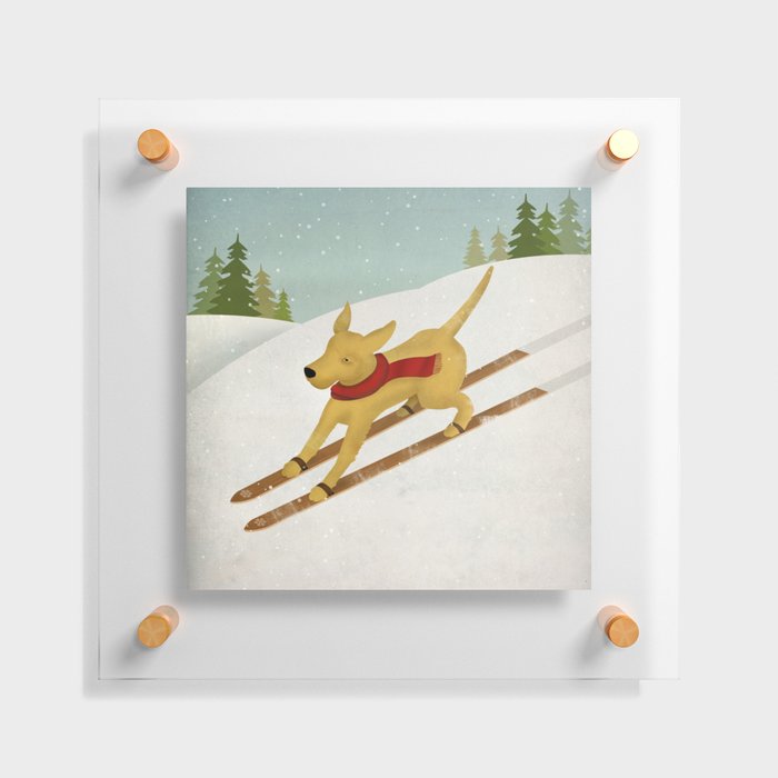 Yellow Labrador Dog Ski Floating Acrylic Print