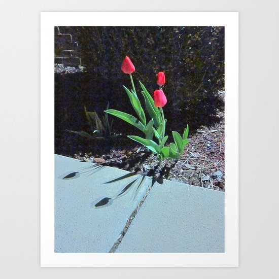 Three Red Tulips Art Print
