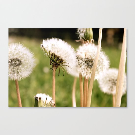 Lion's Den Canvas Print
