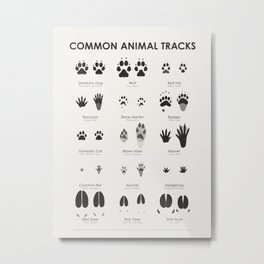 Animal Tracks (Hidden Tracks) Identification Chart Metal Print | Infographic, Cat, Badger, Deer, Wolf, Tracks, Fox, Raccoon, Guide, Beaver 