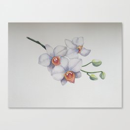 White Orchidee Orchids Botanical Illustration Print Canvas Print