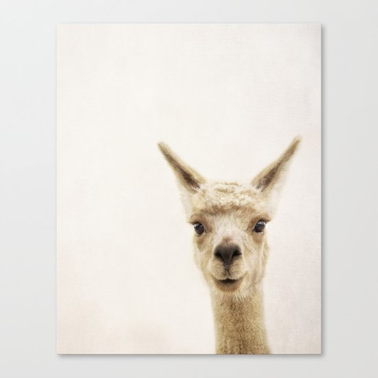 Alpaca Portrait Canvas Print