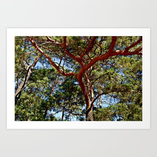 Autumnal lure of the forest Art Print