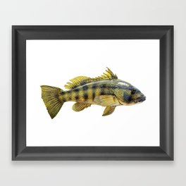 Spotted Bay Bass Framed Art Print