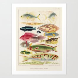 Great Barrier Reef Fishes from The Great Barrier Reef of Australia (1893) by William Saville-Kent (1 Art Print