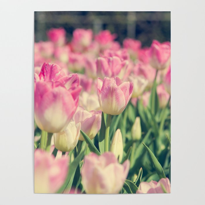 Blooming pink and yellow tulips.  Poster