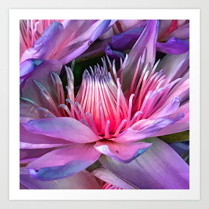 Fine Art Lilac Pink Lily Pads Macro Photo Art Print