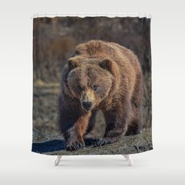 Alaskan Grizzly Bear - Spring Shower Curtain