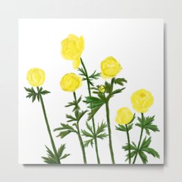 Trollius Europaeus Metal Print | Watercolor, Ink, Summer, Green, Globe, Yellow, Blomster, Sommer, Acrylic, Painting 