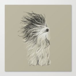 Drawing of an Old English Sheep Dog Drying Off Canvas Print