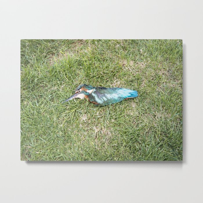 DEAD BIRD Metal Print