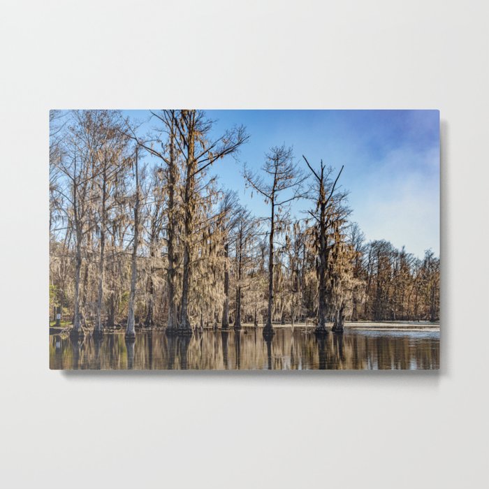 Mossy Cypress Trees in Natural Spring Lake Metal Print