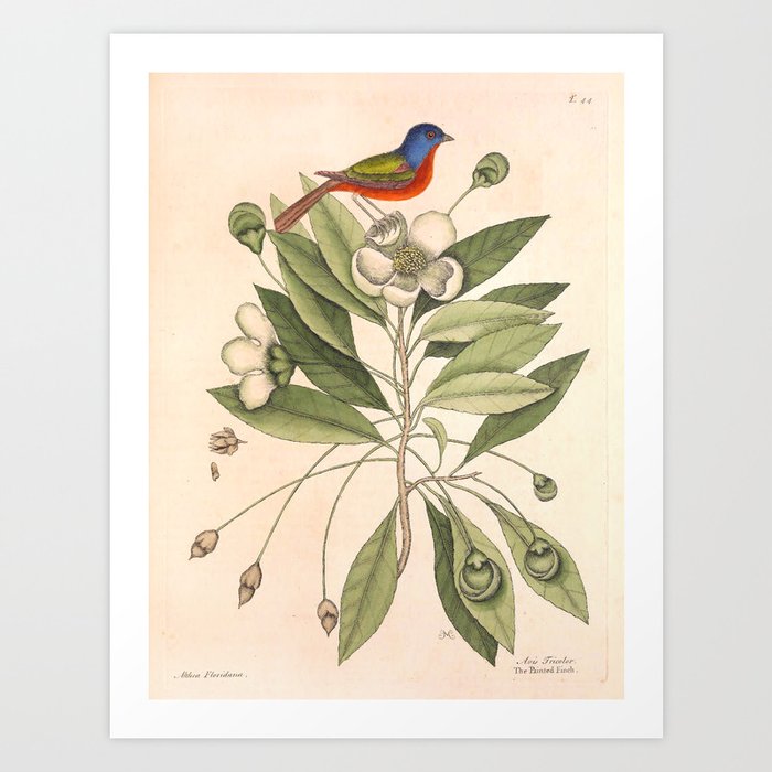 Painted bunting by Mark Catesby, 1729-1731 (benefitting The Nature Conservancy) Art Print