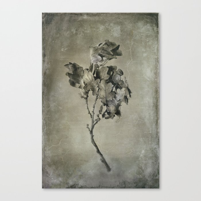 oak leaves Canvas Print