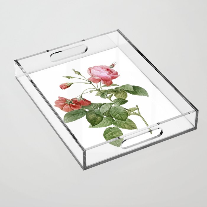 Vintage Pink Boursault Rose Botanical Illustration on Pure White Acrylic Tray