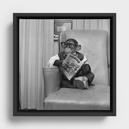 Dad on a Good Day - Chimpanzee Father reading the New York Times black and white photograph Framed Canvas