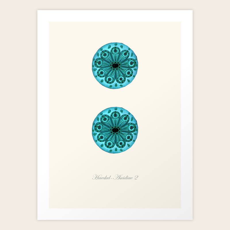 Sea Life Vintage Poster Wall Decor Haeckel Art Print By Patruschka