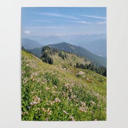 Asters on Sauk Mountain Poster