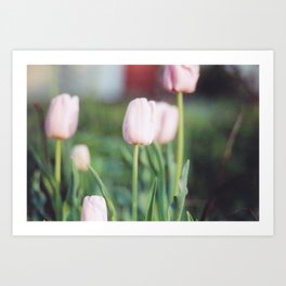 Soft Abstract Pink Tulips in Spring Film Photography Art Print