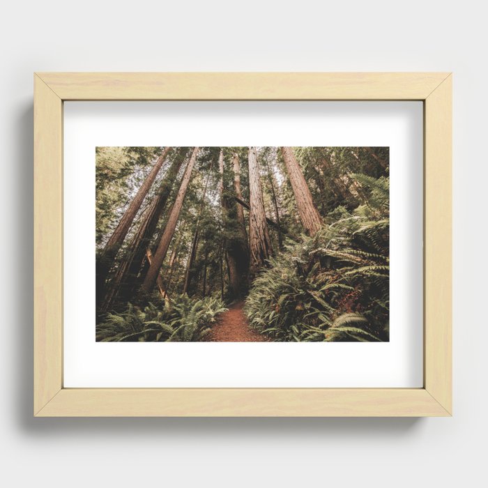 Forest Adventure - Redwood National Park Hiking Recessed Framed Print