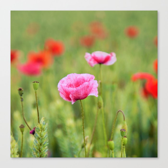 Poppy, Poppies, Mohn, Follert Flower, Blume, Canvas | Mohnblumen, Foto Art-FF77 Mohnblume, Society6 Print by Falko Blumen