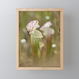 Pitcher Plant Art Framed Mini Art Print