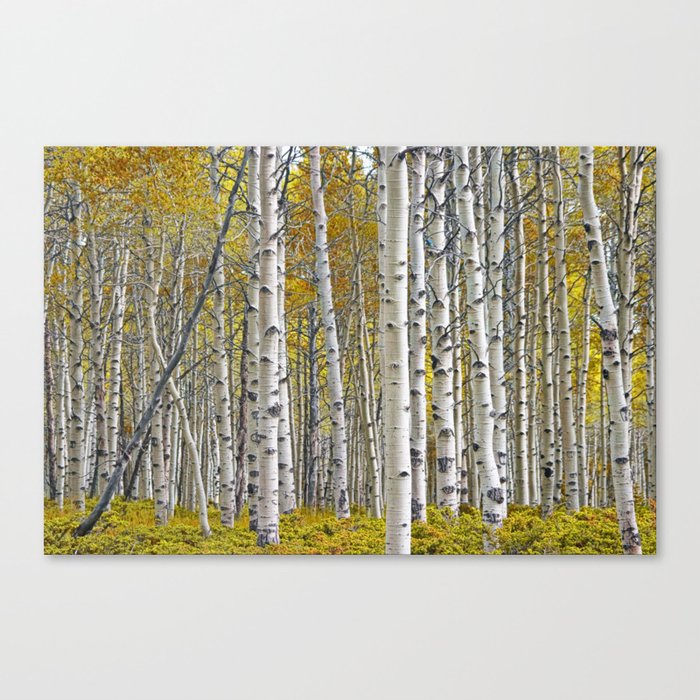 Birch Tree Grove in Autumn Canvas Print