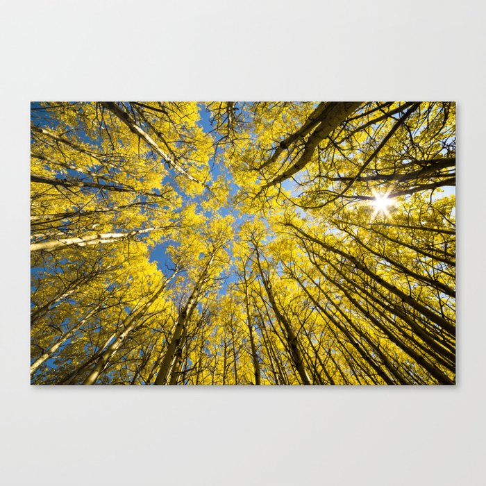 Trees Up Above Us Canvas Print