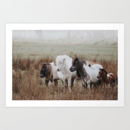 Little Shetland ponies | Pony | Horse | Nature photography Art Print
